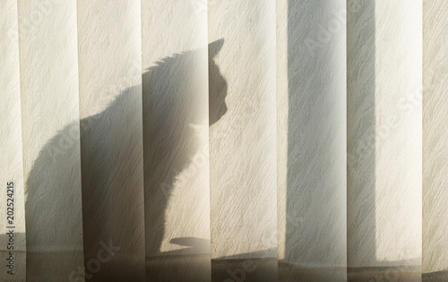 The cat sits behind the blinds on the window in the sunlight