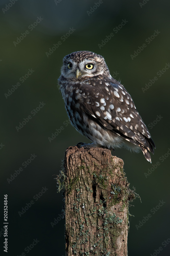 Fototapeta premium Little Owl (Athene noctua)/Little Owl perched on old wooden stump