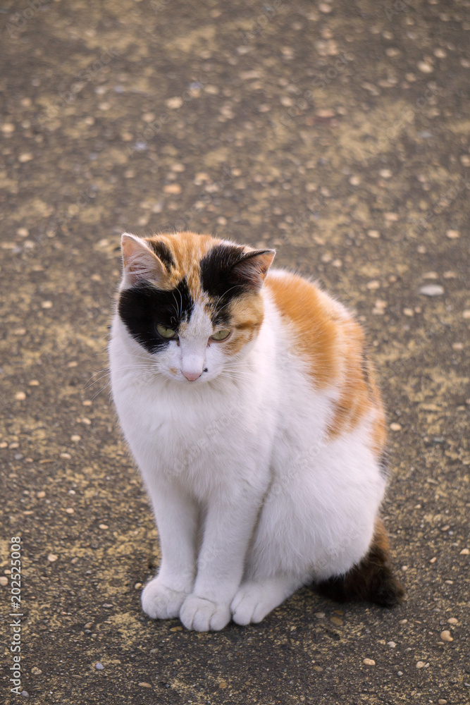 Fototapeta premium エジプト座りの子猫