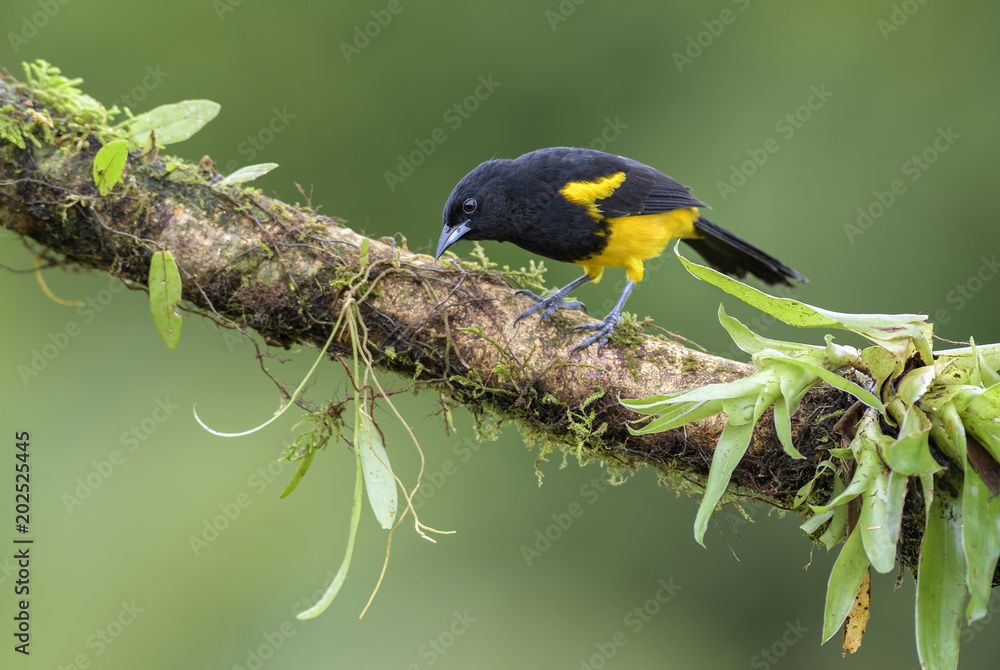 Φωτογραφία Hispaniolan Oriole - Icterus dominicensis, beatiful yellow and black perching bird from Central America forests, Costa Rica