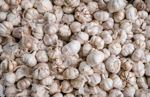 White garlic pile texture. Fresh garlic on market table closeup photo. Pile of white garlic heads.
