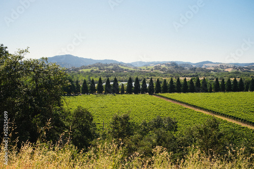 winery view