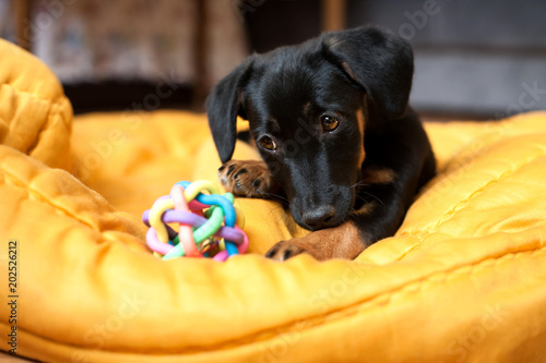A little dog  playing with a toy © slavomir pancevac