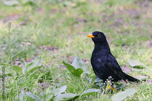 Bird blackbird with yellow eyes and yellow beak posing on green grass.