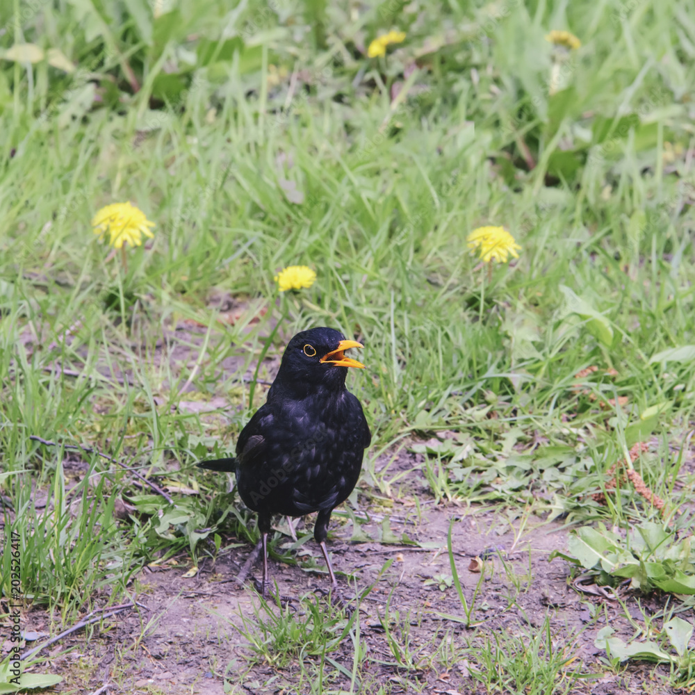 Bird blackbird with yellow eyes and yellow beak posing on green grass. Bird blackbird with yellow eyes and yellow beak posing on green grass.