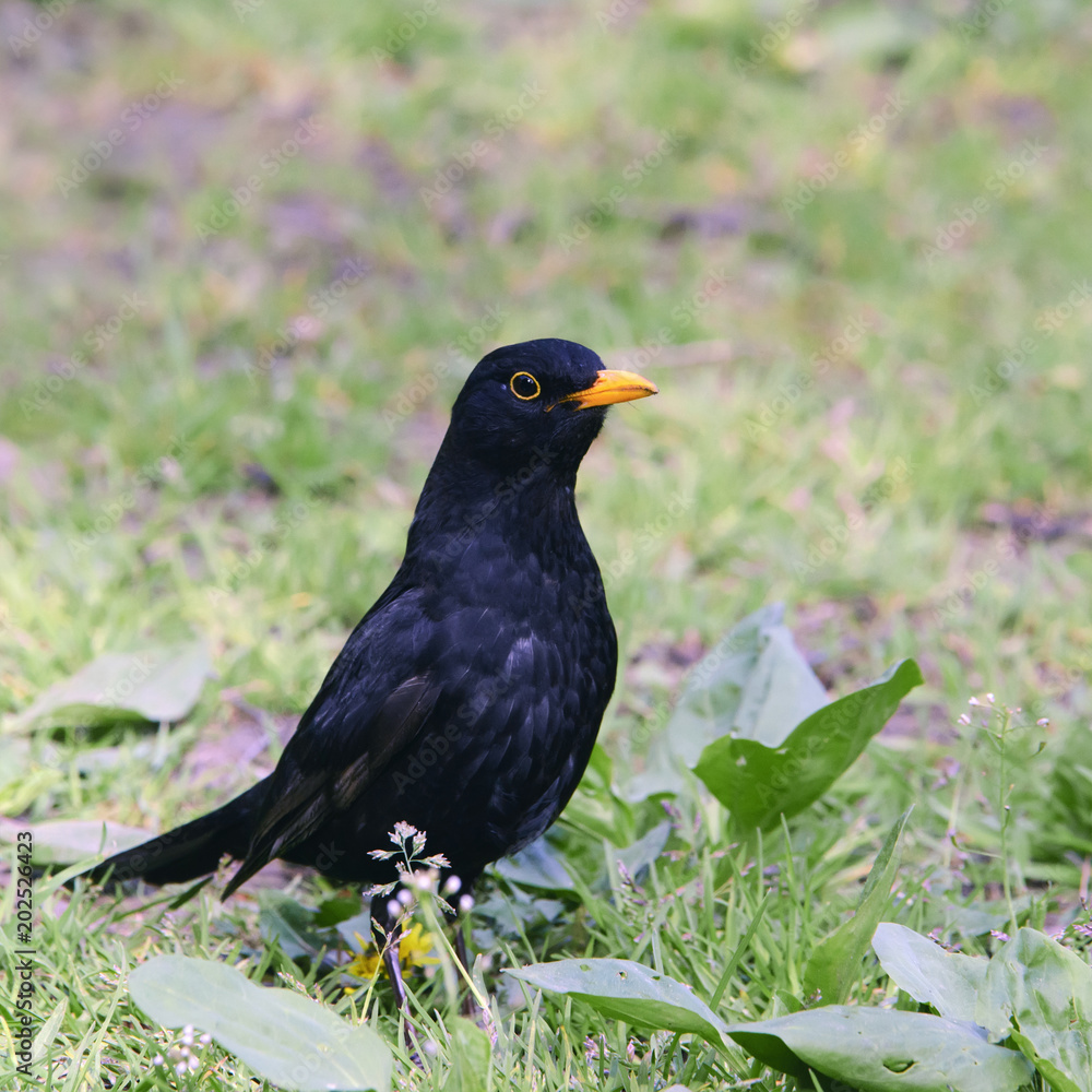 Bird blackbird with yellow eyes and yellow beak posing on green grass. Bird blackbird with yellow eyes and yellow beak posing on green grass.