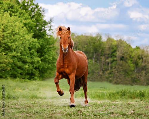Fototapeta Naklejka Na Ścianę i Meble -  Icelandic horse at a tölt on a meadow