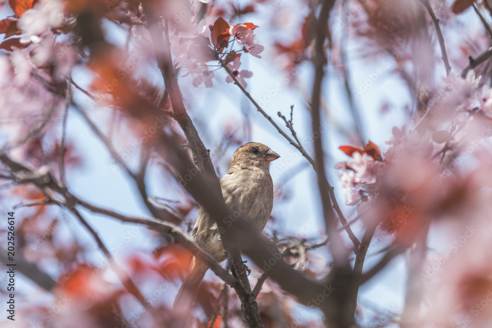 Sparrow on a pink apple tree blossom branch Sparrow on a pink apple tree blossom branch