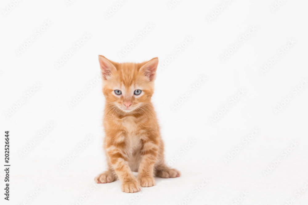 Portrait of cat over white background