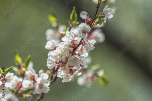 Spring background art with white apricot blossom