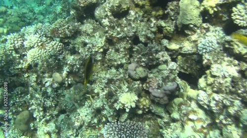 raccoon butterflyfish dahab
