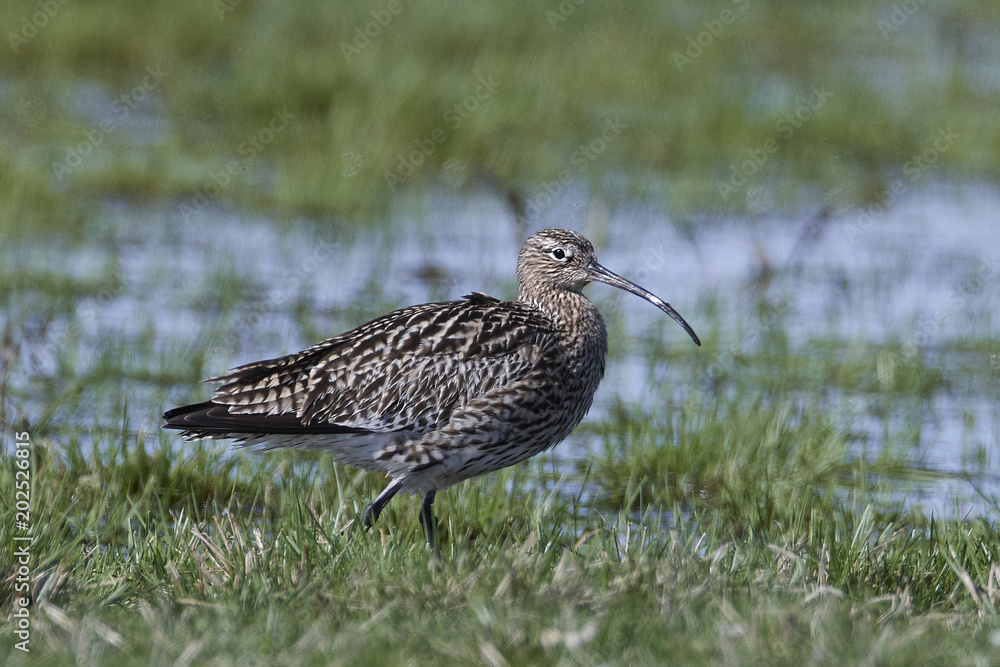 Eurasian curlew (Numenius arquata) Eurasian curlew (Numenius arquata)