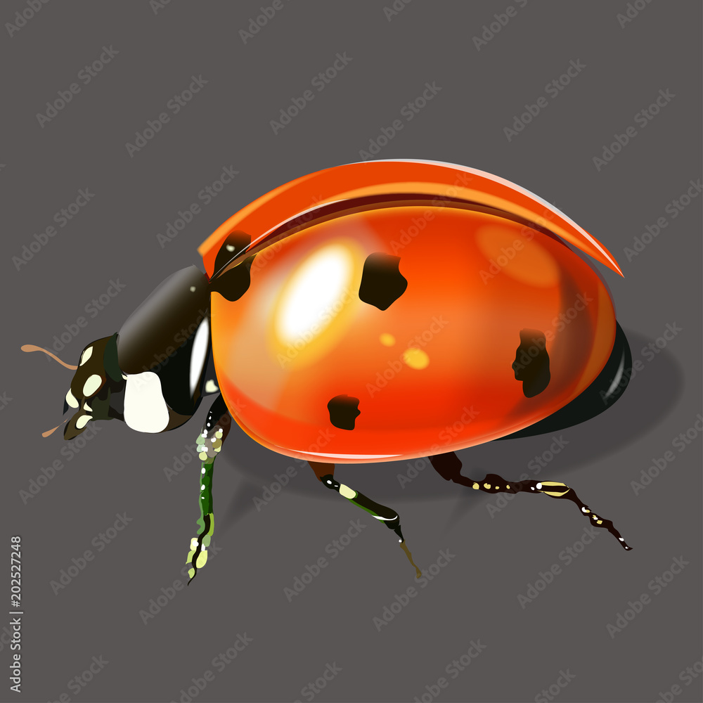 Fototapeta premium A realistic ladybug.