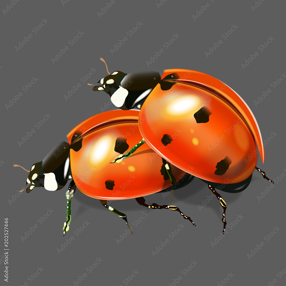 Fototapeta premium A realistic ladybug.