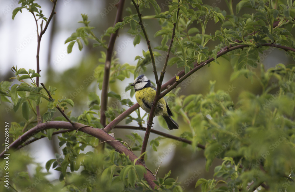 small bird small bird