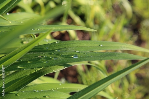 Amazing and lovely texture of Morning dew drops on green leaf, concept of Fresh time with morning dew drops, new life with morning dew drops. dew on leaves. photo