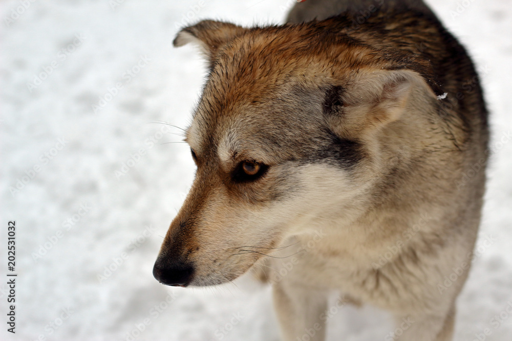 a stray dog with a sad look a stray dog with a sad look