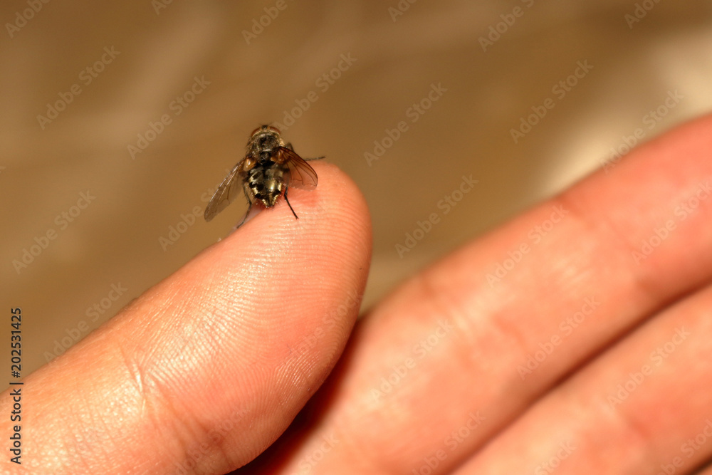 the fly sits on the man's hand