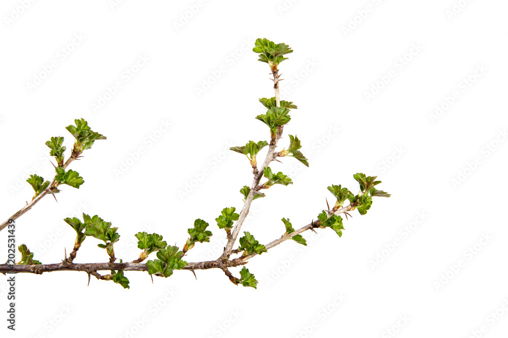 A branch of currant with green foliage on an isolated white background. A branch of currant with green foliage on an isolated white background.