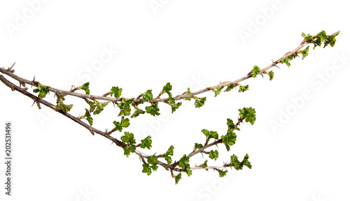 On an isolated white background a branch of a currant bush with young green leaves