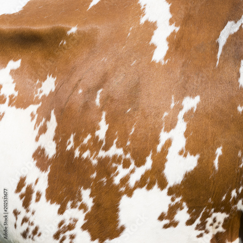 square part of hide on side of red and white cow