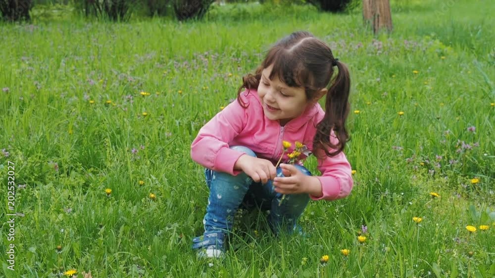 The child collects flowers. Little girl collects yellow dandelions. The child collects flowers. Little girl collects yellow dandelions.
