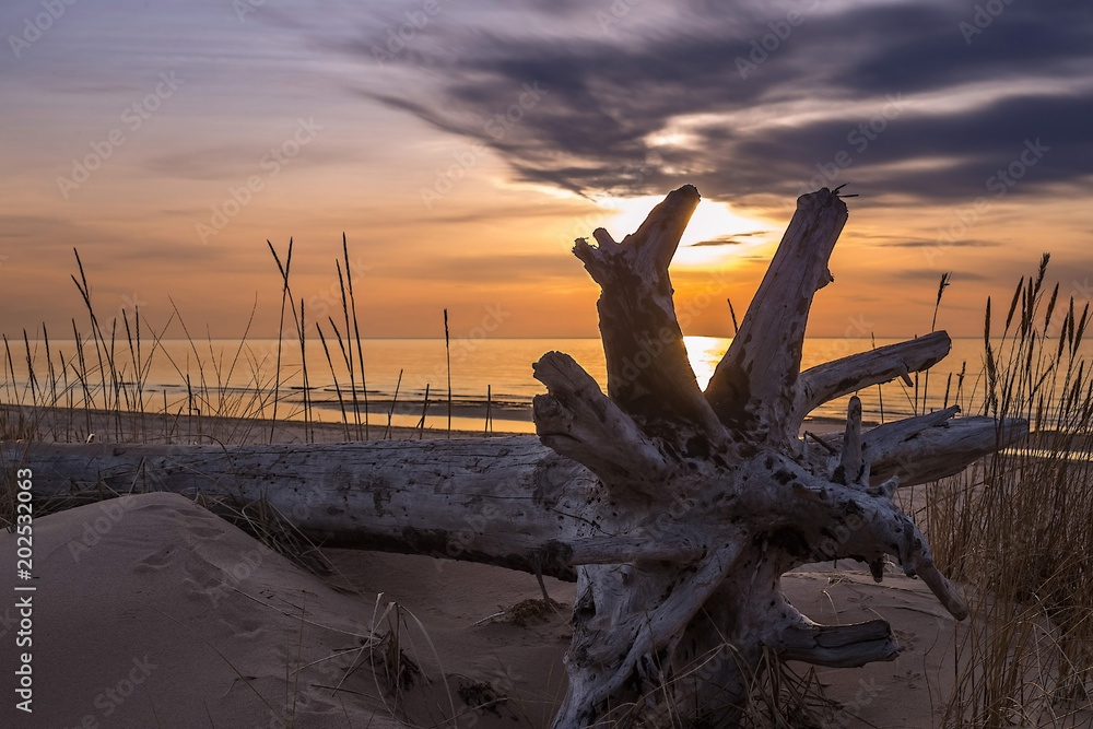 Tall dunes with rinsed tree trunk and a wide beach below. Tall dunes with rinsed tree trunk and a wide beach below.