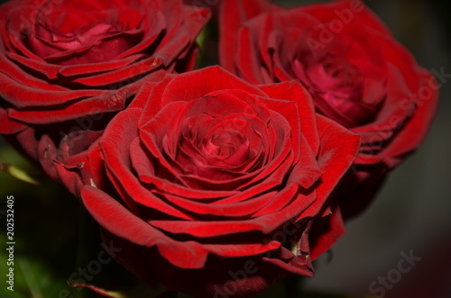 three red roses