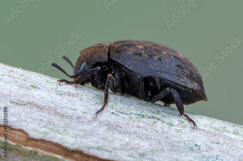 pill beetle - Byrrhus cf. pilula © Marek R. Swadzba