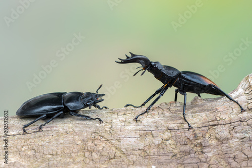 Fighting Giant Stag Beetle - Hexarthrius parryi photo