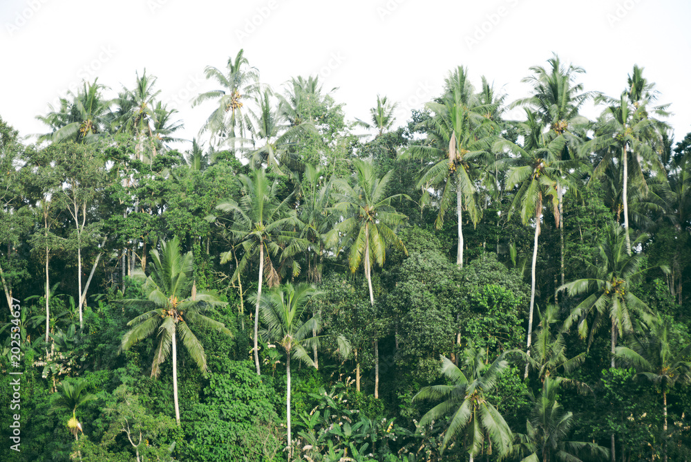Palm trees green line isolated on white background Palm trees green line isolated on white background