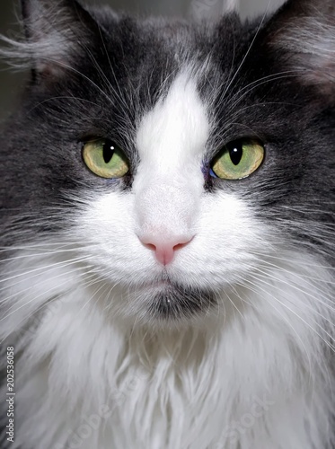 beautiful black and white cat portrait