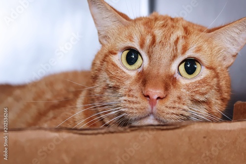 cute orange tabby cat