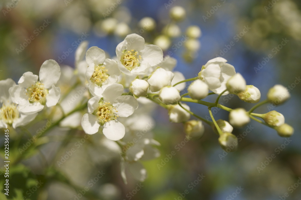The branch of white flowers - spring flowers The branch of white flowers - spring flowers