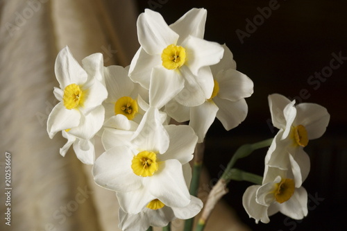 Spring flowers - beautiful bouquet of white daffodils Narcissus