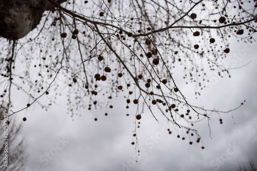 moody tree photo