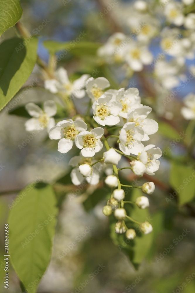 The branch of white flowers - spring flowers The branch of white flowers - spring flowers