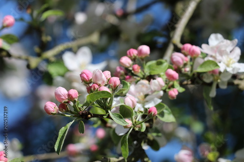 Apfelblüte/ Apfelbaum (Malus) 