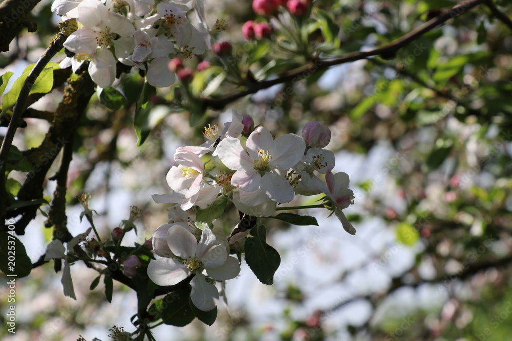 Apfelblüte/ Apfelbaum (Malus) Apfelblüte/ Apfelbaum (Malus)
