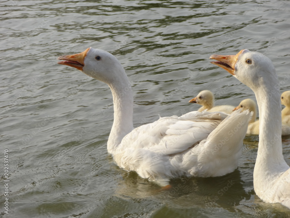 Obraz premium snow goose