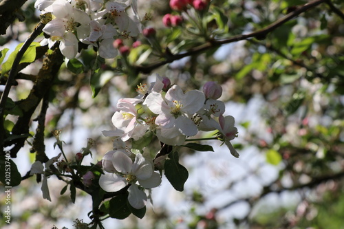 Apfelblüte/ Apfelbaum (Malus) 