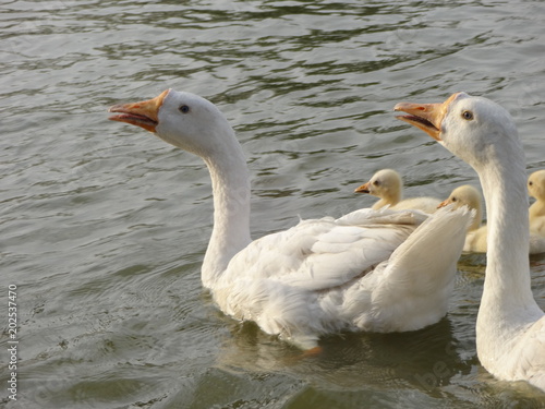 snow goose