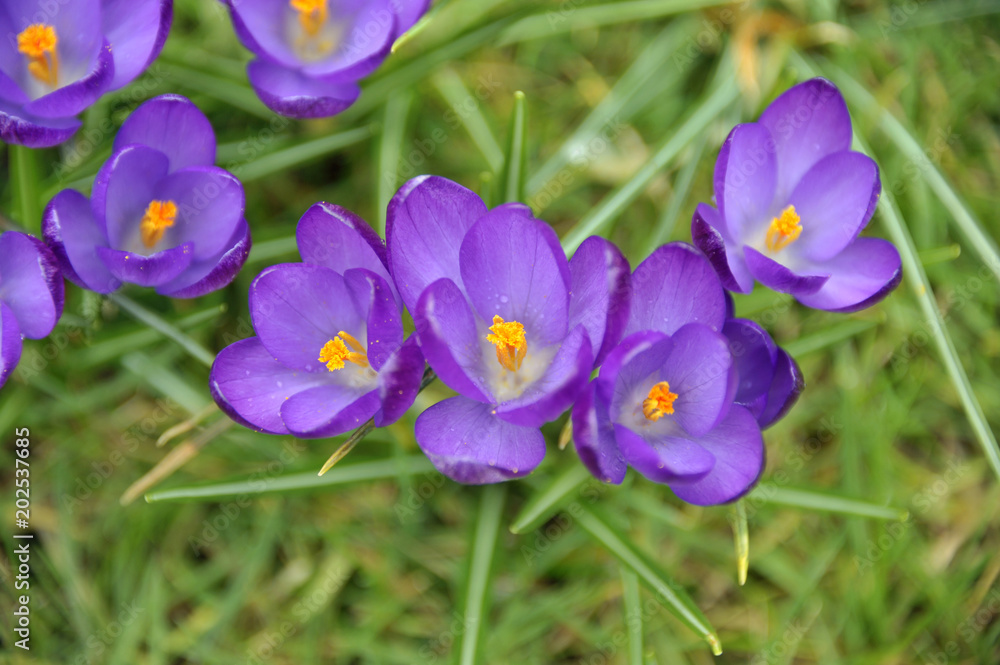 Crocus
