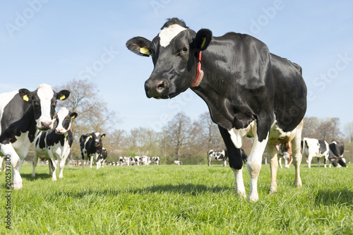Fototapeta Naklejka Na Ścianę i Meble -  black and white cows in dutch green grassy spring meadow in holland