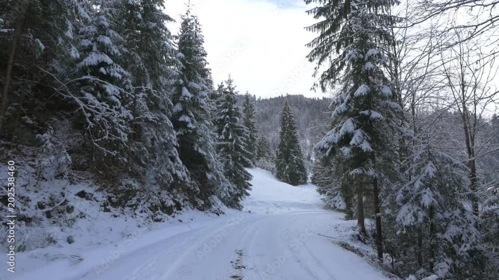 Snowy road passing through the woods Snowy road passing through the woods