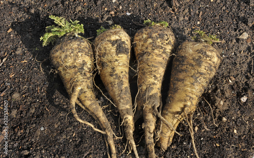 Obraz na płótnie Parsnip w salonie