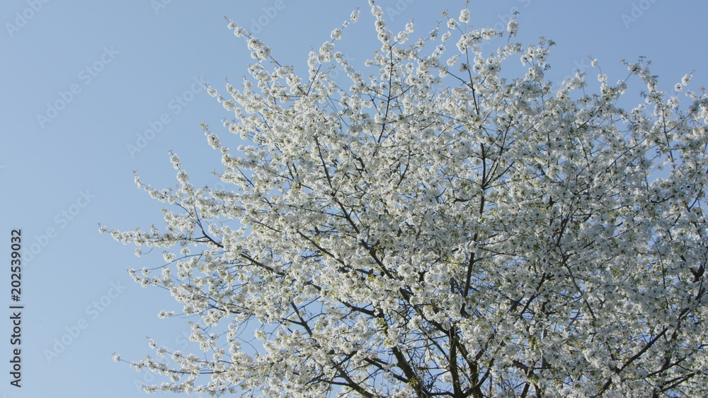 Tree branches in blossom against a blue sky background. Close-up shot