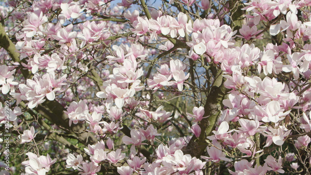 Fototapeta premium Tree branches in blossom. Close-up shot