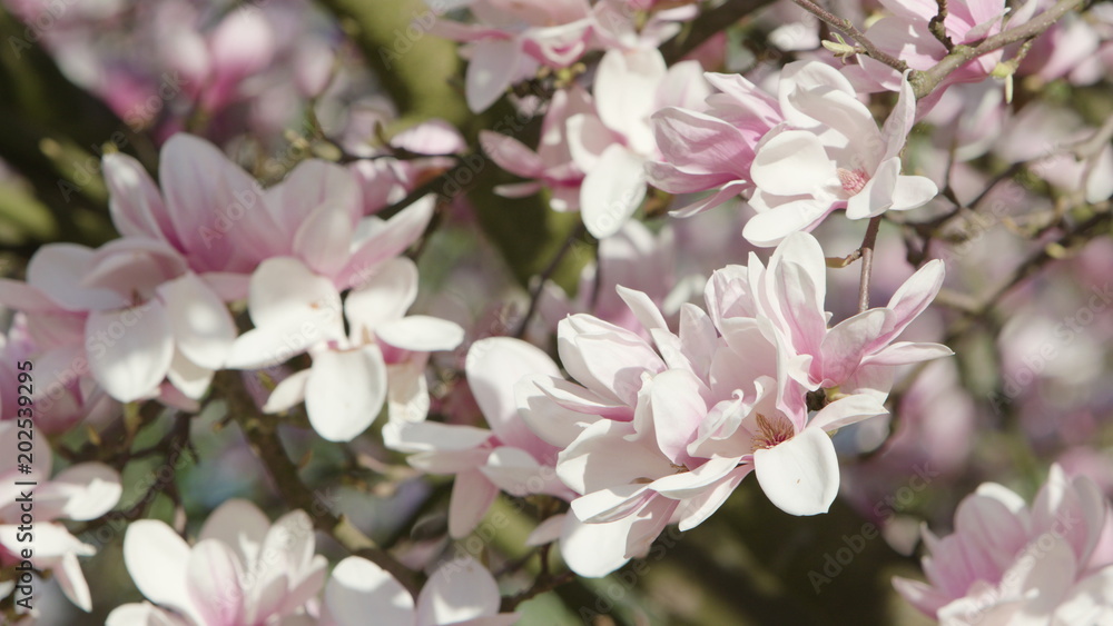 Tree branches in blossom. Close-up shot Tree branches in blossom. Close-up shot