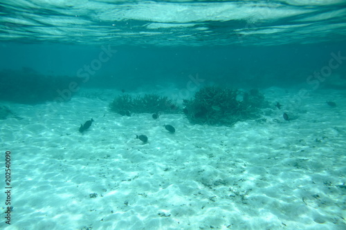 Beautiful view of dead coral reefs . Turquoise water and white sand background. Indian Ocean. Maldive islands. 